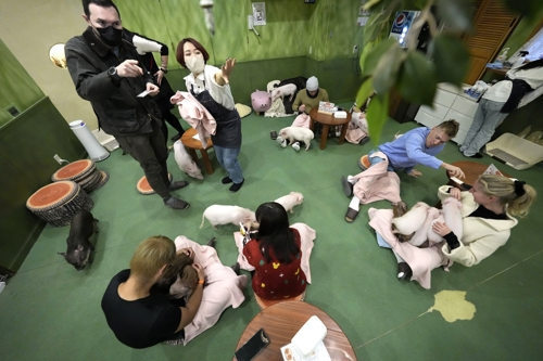 일본 마이피크 카페 방문객들이 돼지와 함께 즐거운 시간을 보내고 있다. 도쿄 AP 연합뉴스