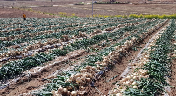 양파 수확 현장