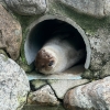 한·일 동물원 약속에도 ‘천연기념물’ 수달 일본행 무산된 까닭은