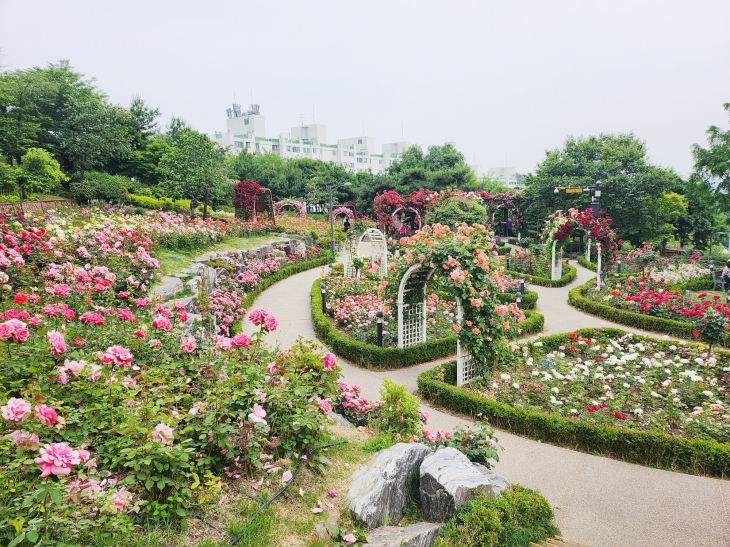 서울 성동구 대현산장미원의 모습. 성동구 제공