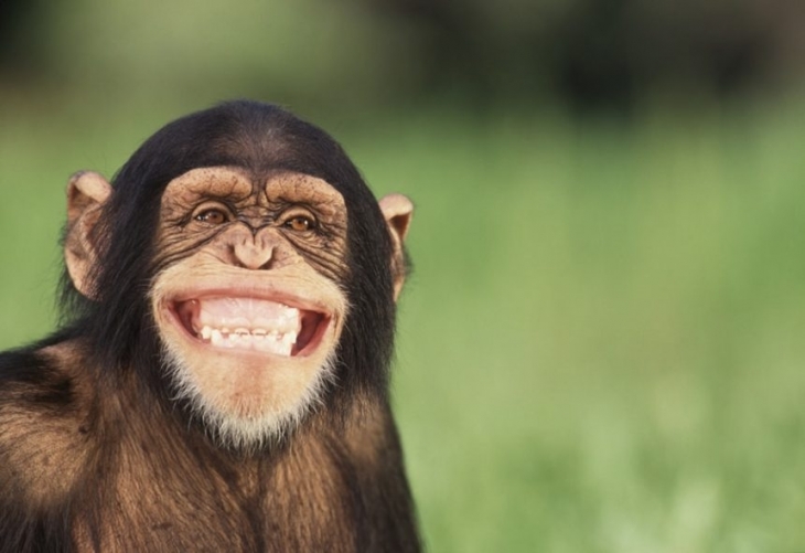 유머 행동으로 상대방의 웃음을 끌어내는 것은 인간 고유 능력으로 알려졌지만 침팬지, 고릴라, 보노보, 오랑우탄 같은 비인간 영장류들도 유머로 상대를 웃길 수 있다는 사실을 밝혀 냈다.  픽사베이 제공