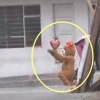 귀여움으로 유혹…곰 인형 분장한 ‘마약상’ 체포