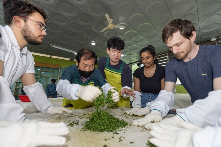 보성다향대축제에서 외국인 관광객들이 차 만들기 체험을 하고 있다.