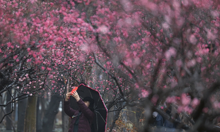 비 머금은 홍매화