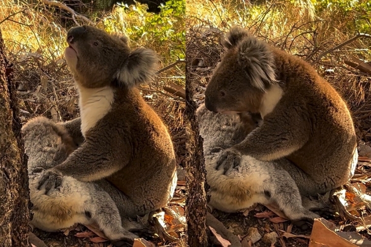 수컷 코알라가 숨진 암컷 코알라를 껴안고 있는 모습.  인스타그램 @koala_rescue