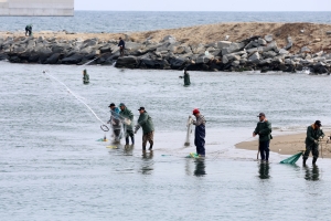 겨울철 별미 ‘숭어’ 잡아요