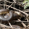 ‘세계에서 가장 큰 뱀’ 신종 아나콘다 아마존에서 발견