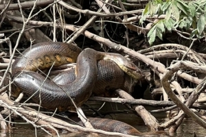 ‘세계에서 가장 큰 뱀’ 신종 아나콘다 아마존에서 발견