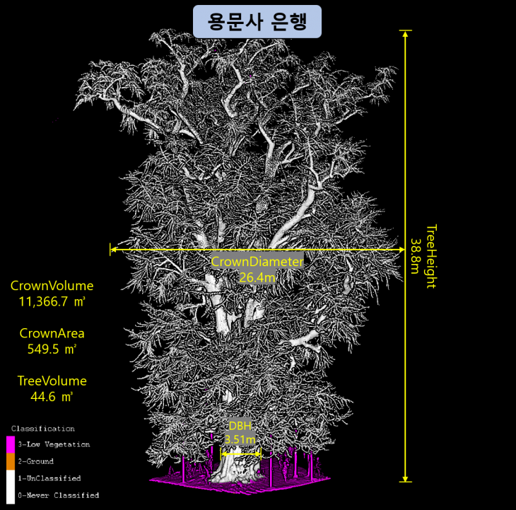 라이다 기술로 구현한 용문사 은행나무의 디지털 쌍둥이 나무. 국립산림과학원