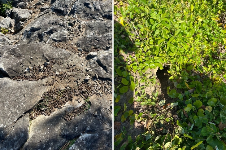 천연보호구역인 서귀포 범섬내 토끼 배설물(왼쪽)과 토끼굴의 모습. 제주도세계유산본부 제공