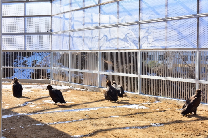 충남야생동물구조센터서 보호 중인 독수리. 세종시 제공