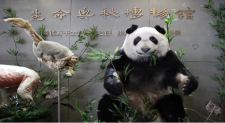 국내에서 태어난 1호 자이언트판다 ‘푸바오’가 다음달 3일 중국으로 돌아가는 가운데, 푸바오의 외할머니 ‘신니얼’의 근황이 알려지며 팬들의 우려가 나온다. 중국 쓰촨성에 위치한 생명의 신비 박물관 내부. 쓰촨 온라인 캡처