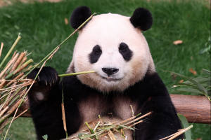 “푸바오 만나러 중국 가자”…팬들 아쉬움 달랠 ‘여행 상품’ 나온다