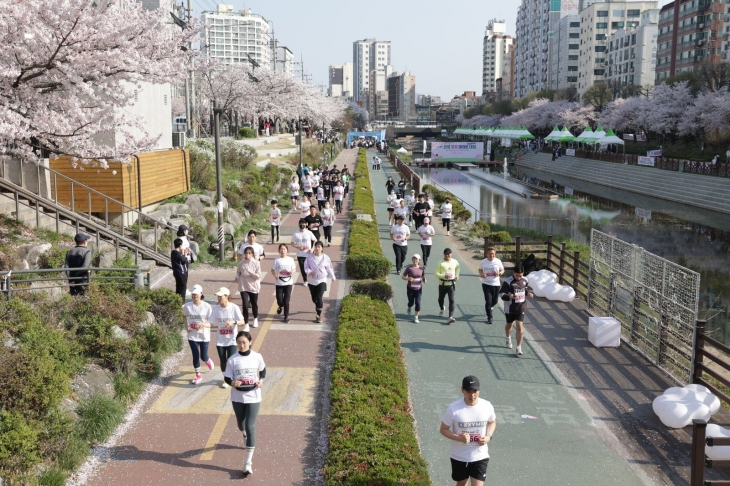 지난해 서울 은평구 불광천변에서 진행된 은평 불광천 벚꽃 마라톤대회의 모습. 은평구 제공