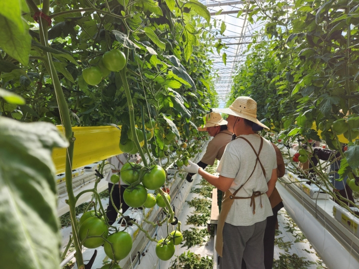 청년농업인 수확 사진. 2023.3.10. 경남도 제공