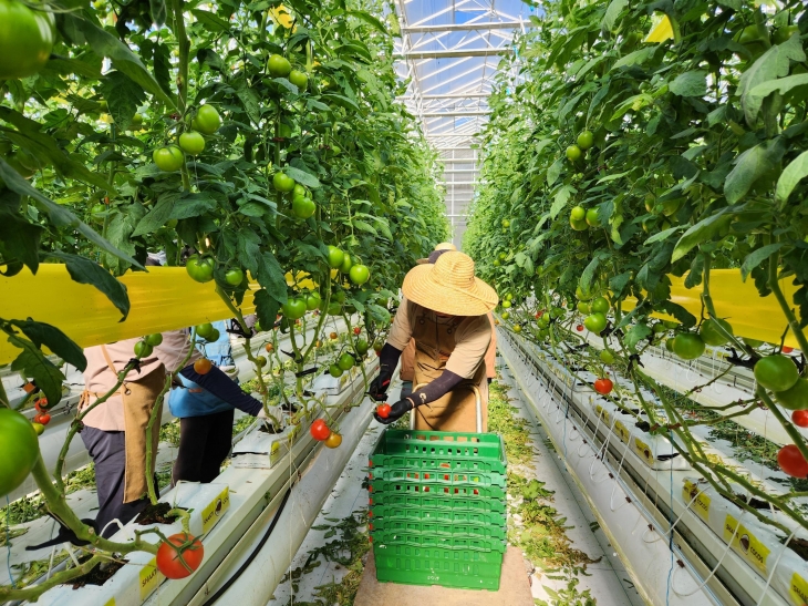 청년농업인 수확 사진. 2024.3.10. 경남도 제공