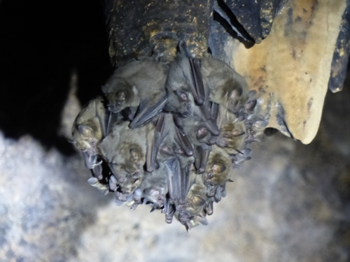 멕시코 한 동굴 천정에 붙어 있는 박쥐 무리. 박쥐는 설치류와 마찬가지로 절반 이상의 종에서 암컷이 수컷보다 덩치가 크다.  카이아 톰백 박사 제공