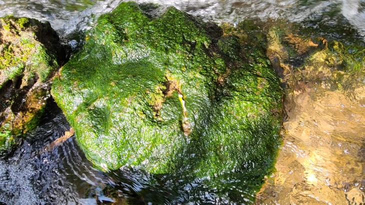 강원 삼척 근덕면 소한계곡에서 자생하는 민물김. 삼척시 제공