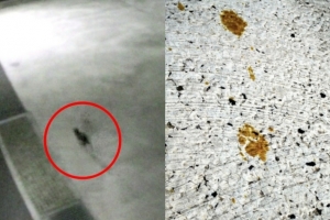 “日서 1급 발암물질 묻은 고양이 돌아다녀”…만졌다간 ‘이렇게’ 됩니다