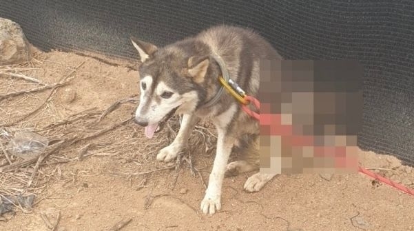 2022년 8월 제주시에서 몸통에 화살이 관통된 개가 발견돼 제주시 등이 학대를 의심하고 조사에 나섰다. 연합뉴스