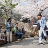 다채로운 봄의 향연…성동구, 봄꽃 축제 풍성