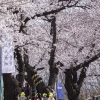 여의도 봄꽃 축제, 3월 29일부터 4월 2일까지 열린다