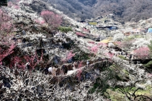 85만명 찾은 ‘제23회 광양매화축제’, 전국적 관심 속에 폐막