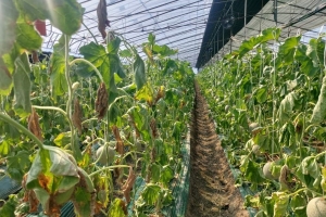 일조량 부족, 농업재해 인정