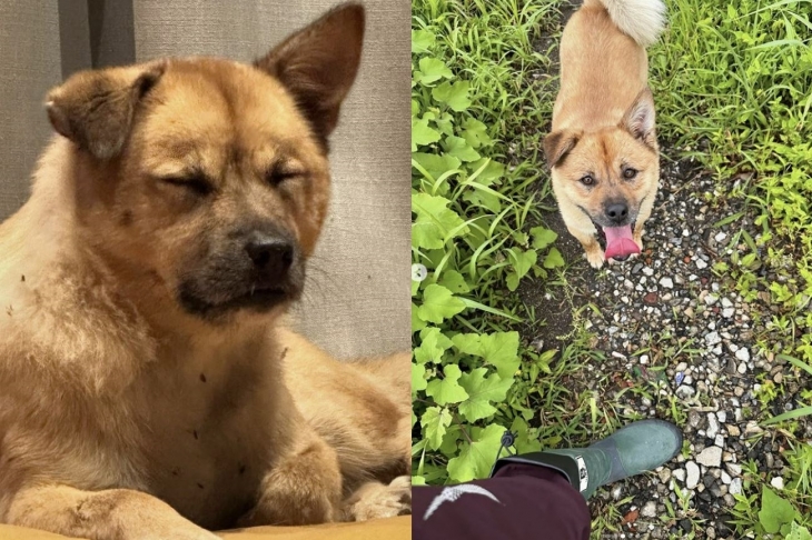 가수 이효리가 임시 보호 중인 강아지 ‘꼬깜이’. 이효리 인스타그램 캡처