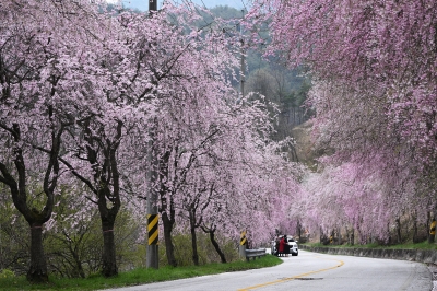 데이터가 말해주지 않는 곳들…이 봄 찾아야 할 은둔의 벚꽃 비경