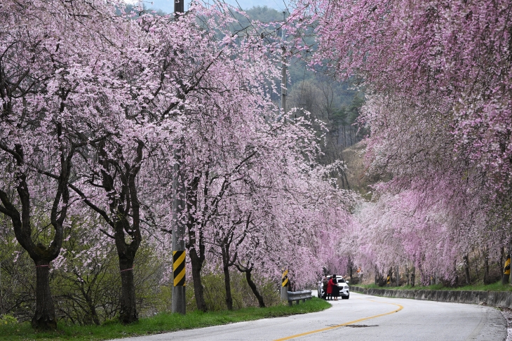 분홍빛 수양벚꽃이 늘어선 경남 거창 월성계곡.