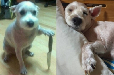 ‘칼 든 강아지’ 정체 밝혀졌다…2009년 입양된 유기견