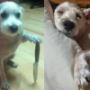 ‘칼 든 강아지’ 정체 밝혀졌다…2009년 입양된 유기견