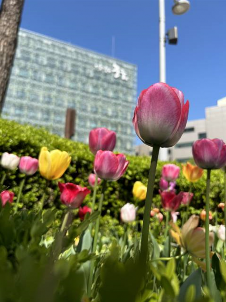 서울 중구청 화단 앞에 핀 튤립.   중구 제공