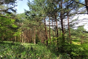 한라산 소나무 고지대로 이동… 구상나무까지 잠식한다