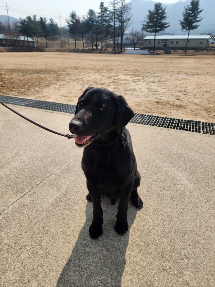 은퇴한 군견 예랑이. 경기도 제공