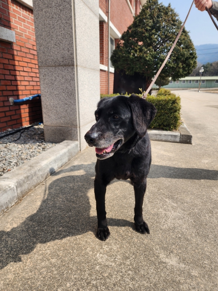 은퇴한 군견 윤지. 경기도 제공