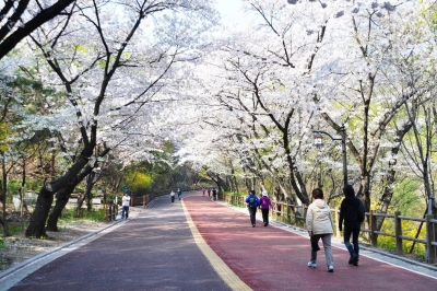 [생생우동]봄 마중 준비하는 서울...아름다운 봄꽃길 찾기