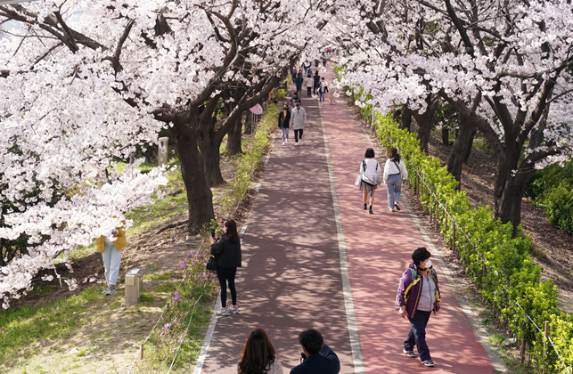 벚꽃나무가 긴 터널을 이룬 부산 사상구 낙동제방 벚꽃길을 시민들이 걷고 있다. 사상구 제공
