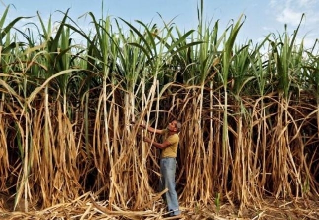 인도의 사탕수수밭에서 농부가 사탕수수를 수확하고 있다. 로이터 연합뉴스