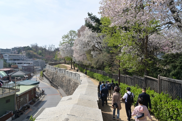 벚꽃 핀 남산.   중구 제공