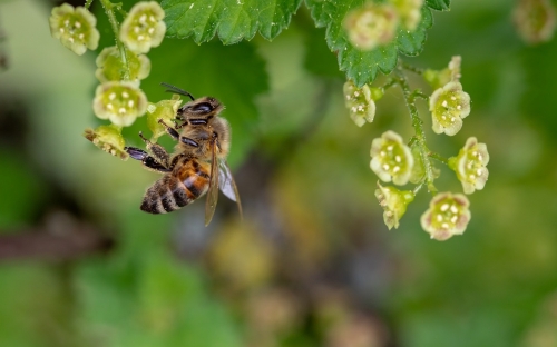 꿀벌은 식물의 꽃가루를 옮겨주는 대표적인 수분 매개곤충이다. 지구 온난화로 기온이 올라가고, 대기가 건조해지면서 꿀벌의 개체수가 급격히 감소할 수 있다는 경고가 나왔다. 픽사베이 제공