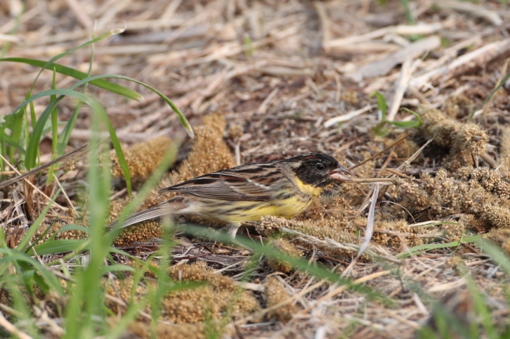 신안군이 야생조류서식지 조성 사업인 생태계서비스 지불제를 통해 철새에게 먹이를 제공하고 있다. 신안군 제공