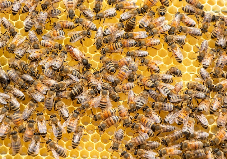 꿀벌은 식물의 꽃가루를 옮겨주는 대표적인 수분 매개곤충이다. 지구 온난화로 기온이 올라가고, 대기가 건조해지면서 꿀벌의 개체수가 급격히 감소할 수 있다는 경고가 나왔다.   펙셀즈 제공