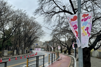 축제 열렸는데… 봄꽃은 ‘딴청’