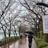 [르포] 서울도 벚꽃 없는 벚꽃축제…“기후변화 탓에 개화 예측 어려워”