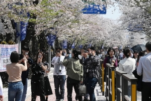 “벚꽃 시즌 왔다”…유통·호텔 업계 이벤트 눈길