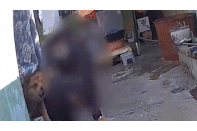 경찰이 대형견을 향해 테이저건을 발사하는 장면. 전남경찰청 공식 유튜브