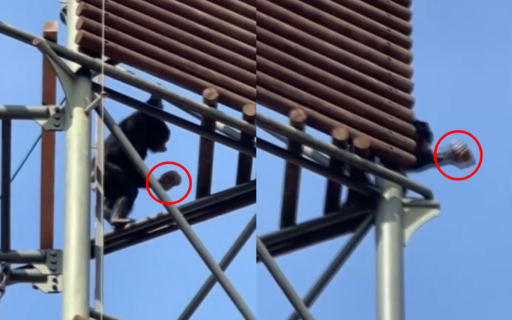 경기 과천시 서울대공원에서 한 침팬지가 고릴라 사육장으로 돌을 던져 공격하는 모습이 포착됐다. YTN 보도화면 캡처