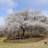 여의도 벚꽃길에 ‘제주왕벚나무’ 심는다